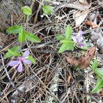 Rhinotropis californica Habit