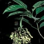 Clerodendrum henryi