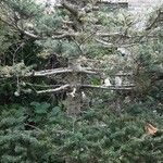 Abies koreana عادت داشتن