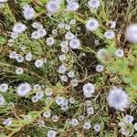 Globularia alypum花