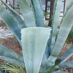 Agave salmiana 葉