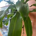 Dracaena fragrans List