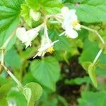 Begonia hirtella 花