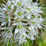Allium ericetorum Floare
