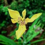 Trimezia martinicensis Flower