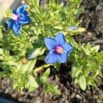 Lysimachia monelli Flower