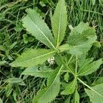 Rorippa austriaca Leaf
