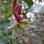 Pycnandra longiflora