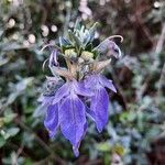 Teucrium fruticansफूल