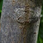 Camptotheca acuminata Rinde