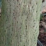 Cocculus laurifolius Bark