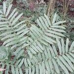 Ptisana fraxinea Leaf