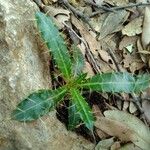 Ptilostemon casabonae Habit