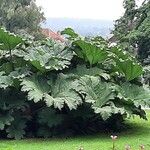 Gunnera tinctoria Leaf