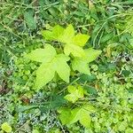 Liquidambar styracifluaBlad