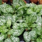 Pulmonaria saccharata Celota