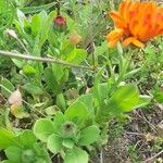 Calendula algeriensis Leaf