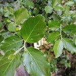 Quillaja saponaria Leaf