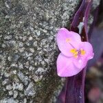 Tradescantia pallida Květ