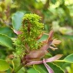 Trochodendron aralioides Blüte