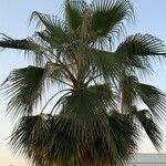 Washingtonia filifera Лист