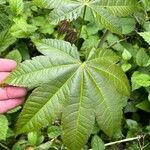 Acer campbellii Lapas