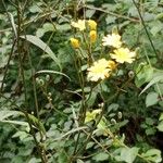 Lapsana communis 花
