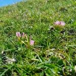 Centaurium littorale Hábito