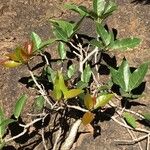 Ficus ingens Habit