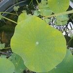 Nelumbo lutea Folha