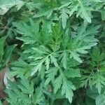 Artemisia absinthium 葉