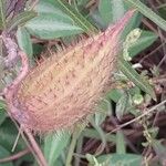 Gomphocarpus fruticosus Fruit