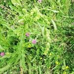 Rumex crispusЦветок