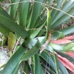 Tillandsia fasciculata Blad