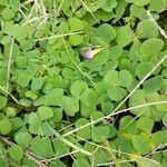 Oxalis purpurea Hábitos