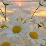 Leucanthemum heterophyllumपत्ता