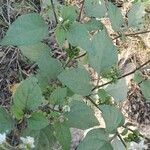 Solanum villosum Yaprak