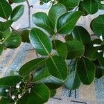 Psychotria calorhamnus অভ্যাস