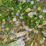 Jasione montana Habitus