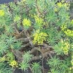 Euphorbia regis-jubae Folha