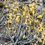 Zostera marina Folha