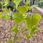 Betula populifolia পাতা