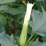 Datura stramoniumFlower