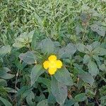 Ludwigia peruviana Flor