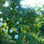 Ipomoea alba Habitatea