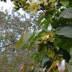 Duabanga grandiflora Blomma
