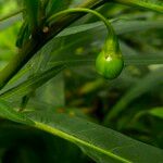 Solanum nudum Fruit