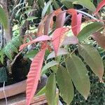 Rhus succedanea Lapas