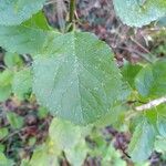 Prunus brigantina Leaf