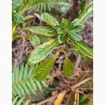 Chassalia gaertneroides Hoja